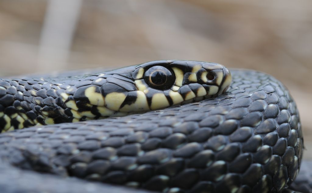 Hierophis viridiflavus